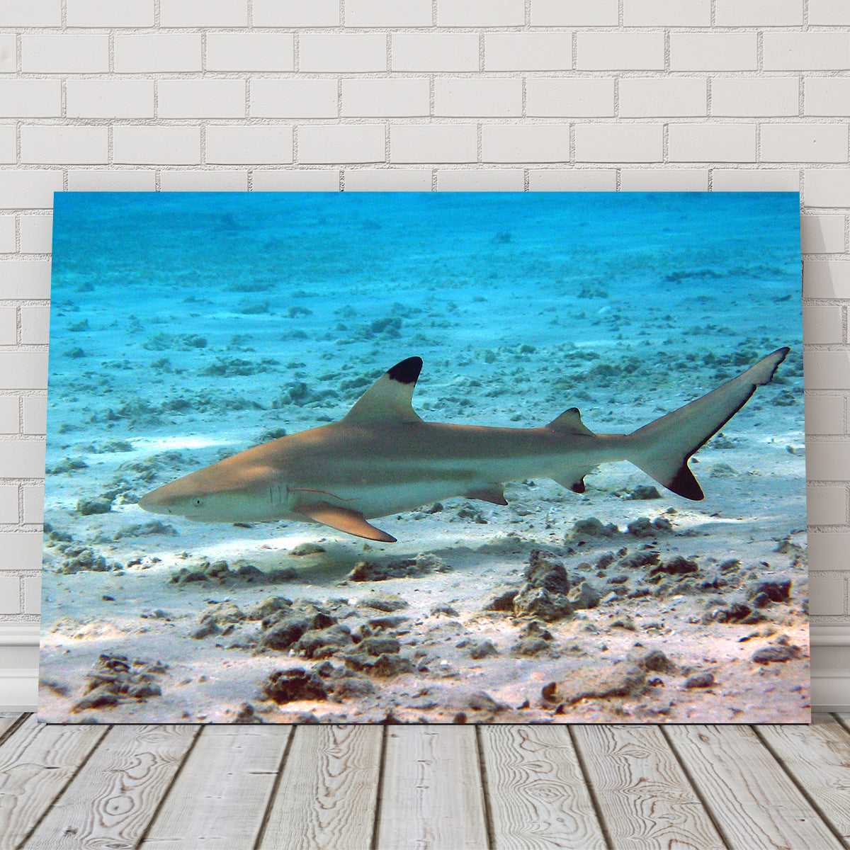 Black Tip Reef Shark Wall Art