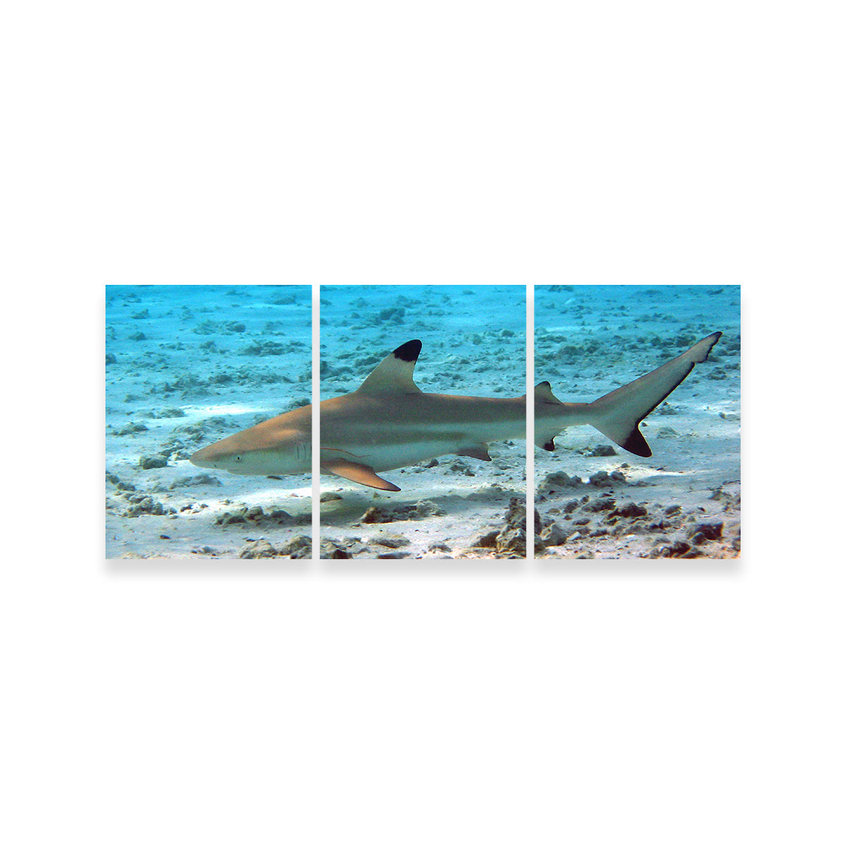 Black Tip Reef Shark Wall Art