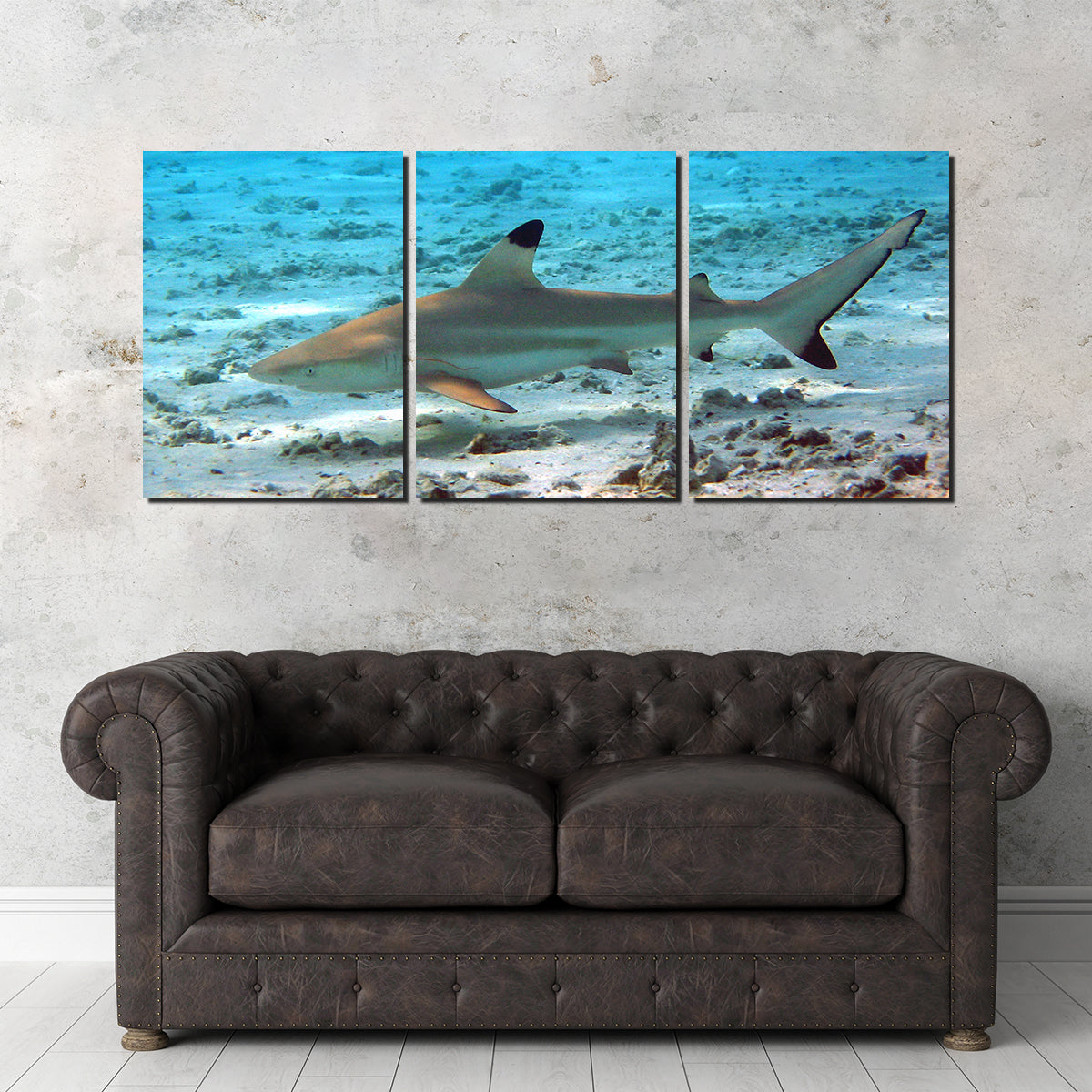 Black Tip Reef Shark Wall Art