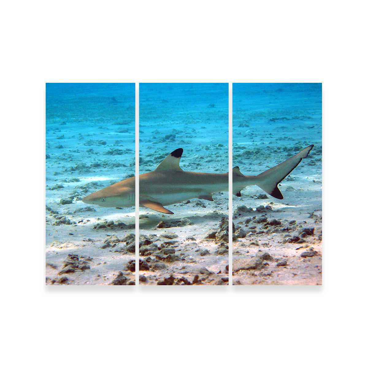 Black Tip Reef Shark Wall Art