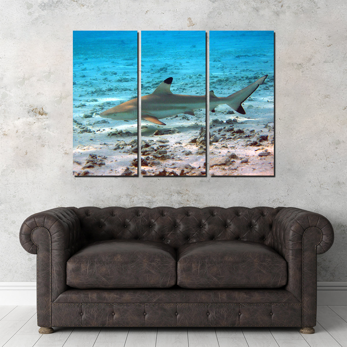 Black Tip Reef Shark Wall Art