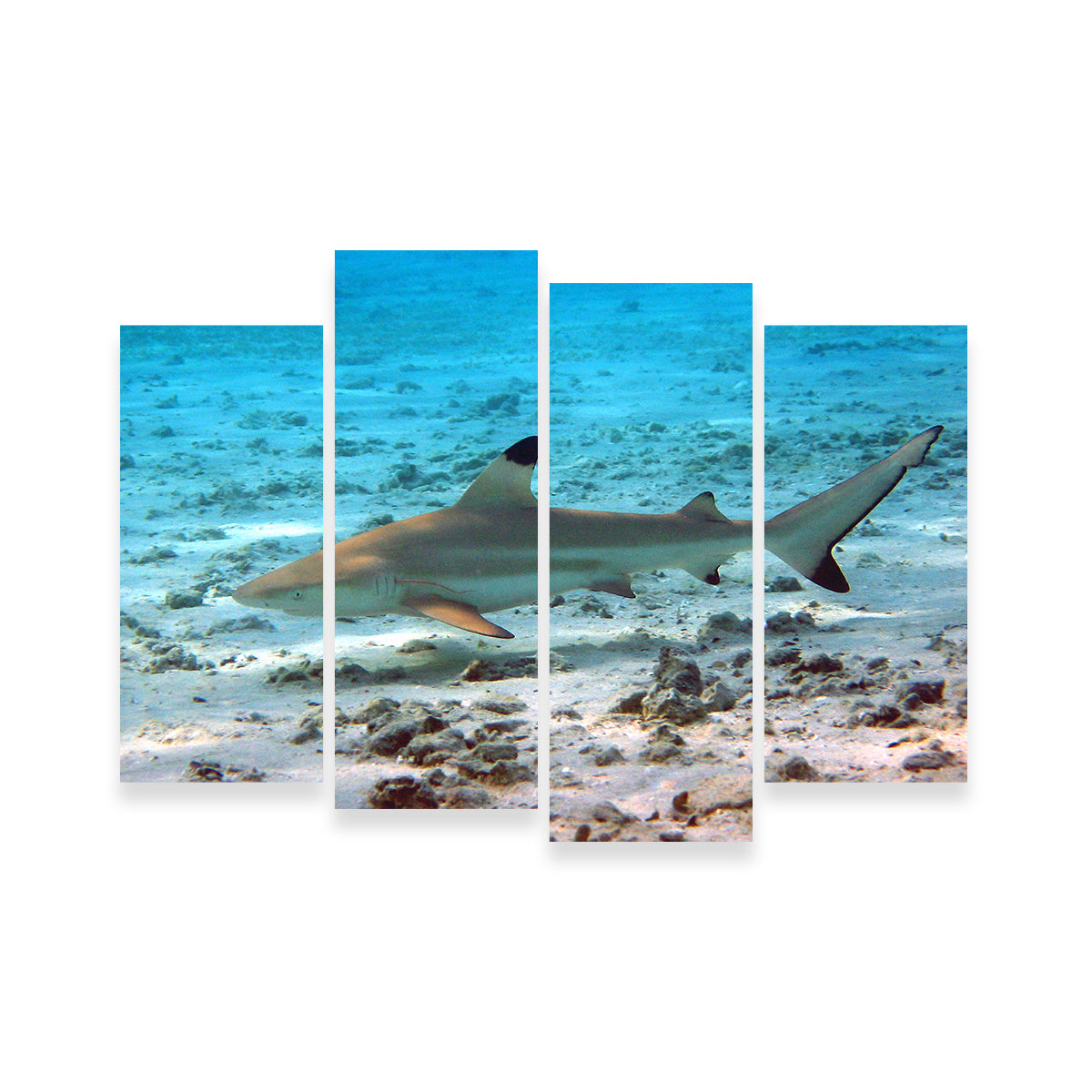 Black Tip Reef Shark Wall Art