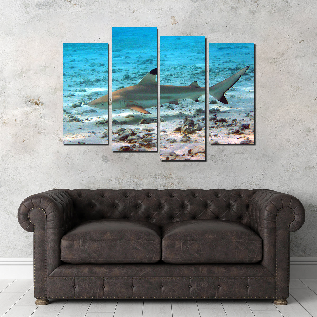 Black Tip Reef Shark Wall Art