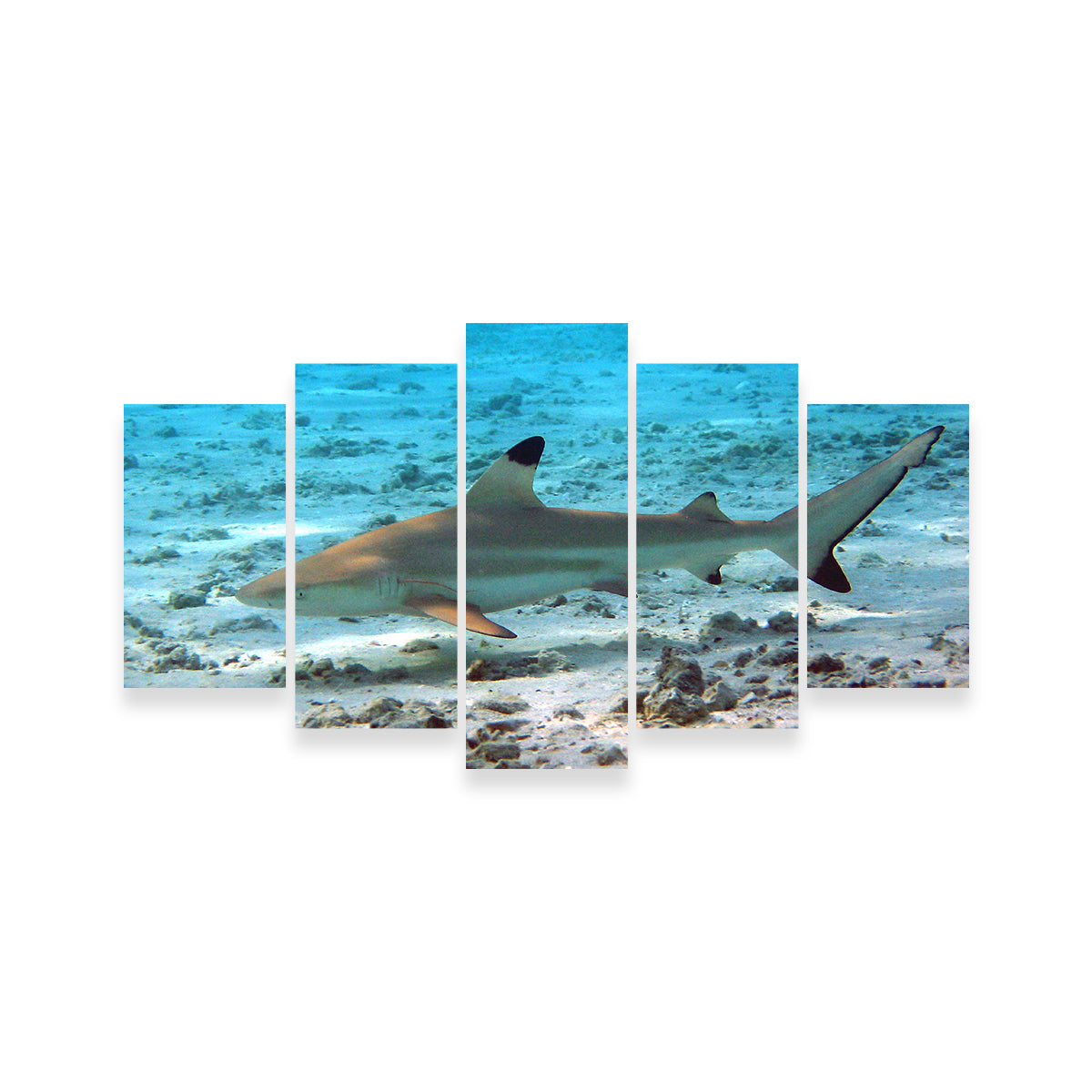 Black Tip Reef Shark Wall Art