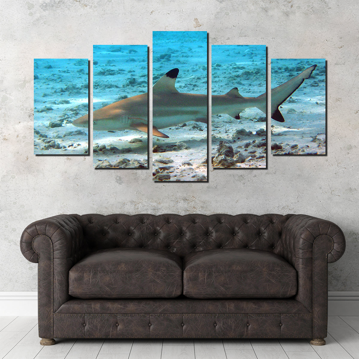 Black Tip Reef Shark Wall Art