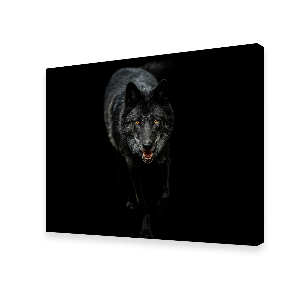 Black Wolf Black Background Wall Art
