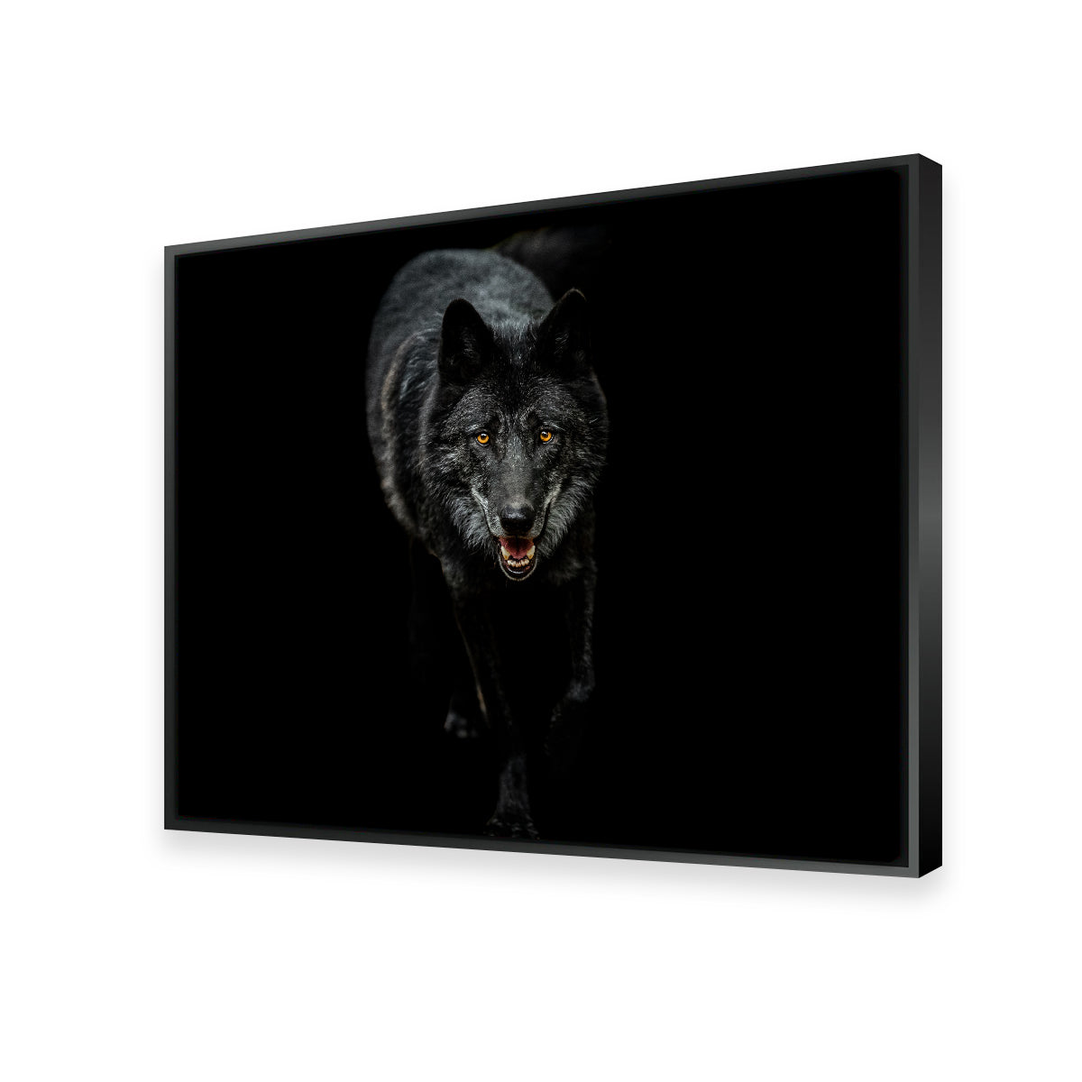Black Wolf Black Background Wall Art