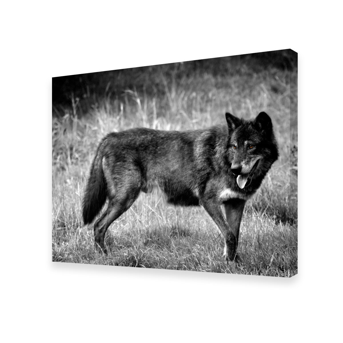 Black Wolf Grayscale Wall Art