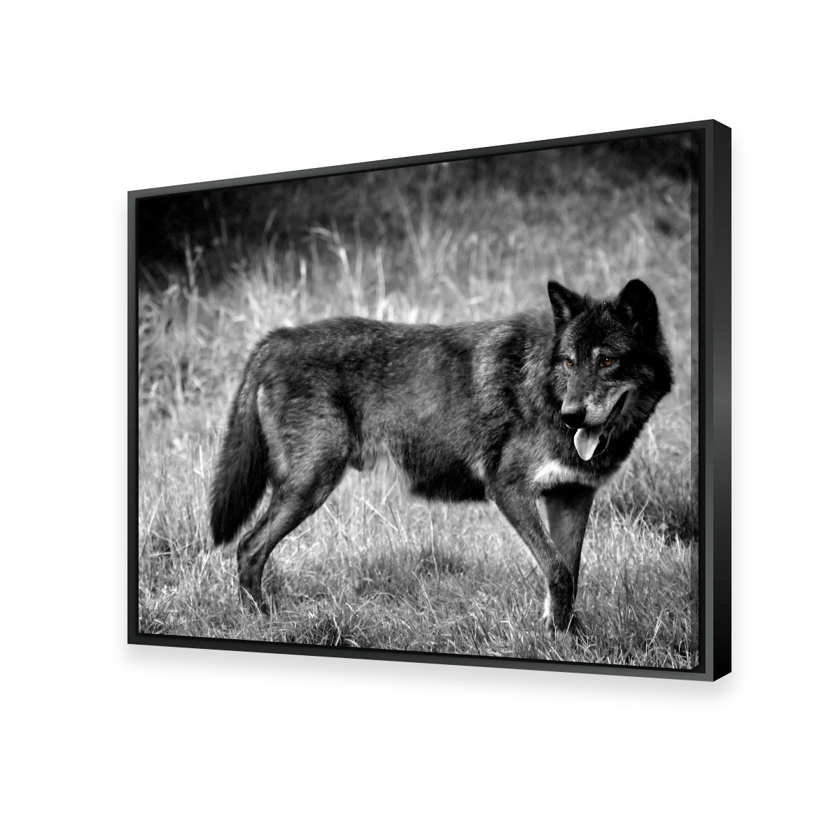 Black Wolf Grayscale Wall Art