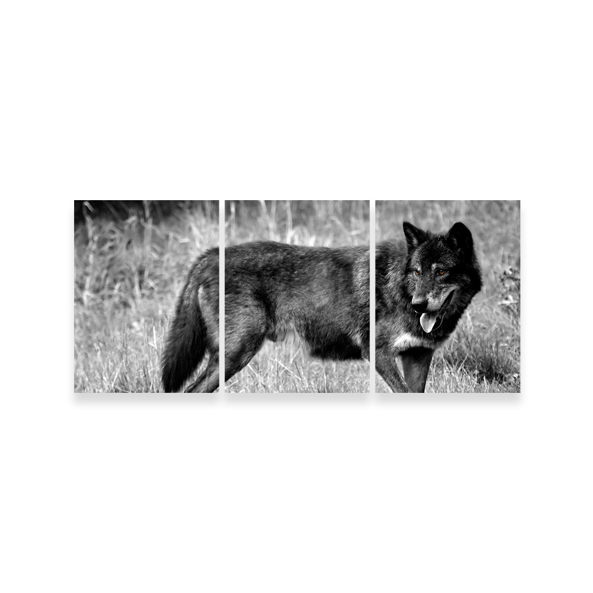 Black Wolf Grayscale Wall Art