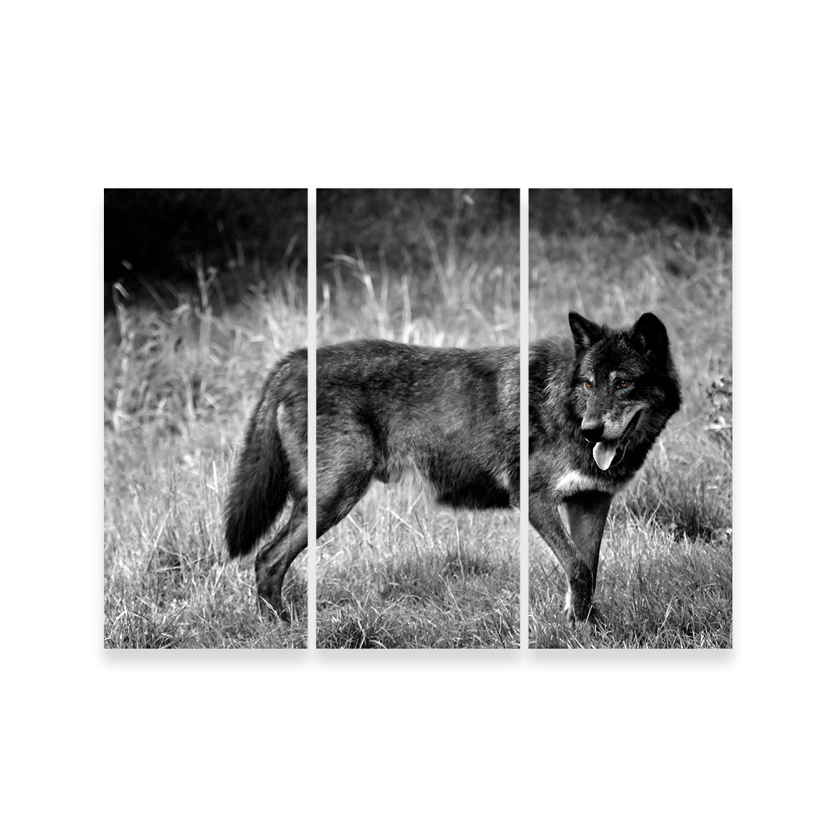 Black Wolf Grayscale Wall Art