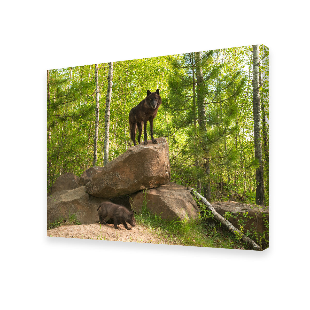 Black Wolf on Den Wall Art