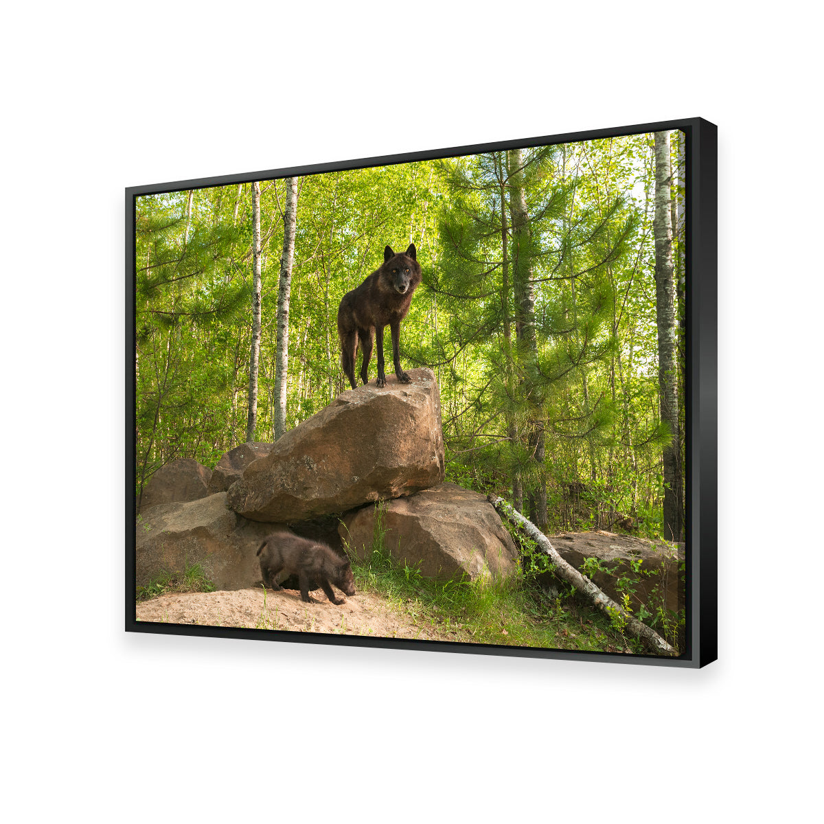 Black Wolf on Den Wall Art