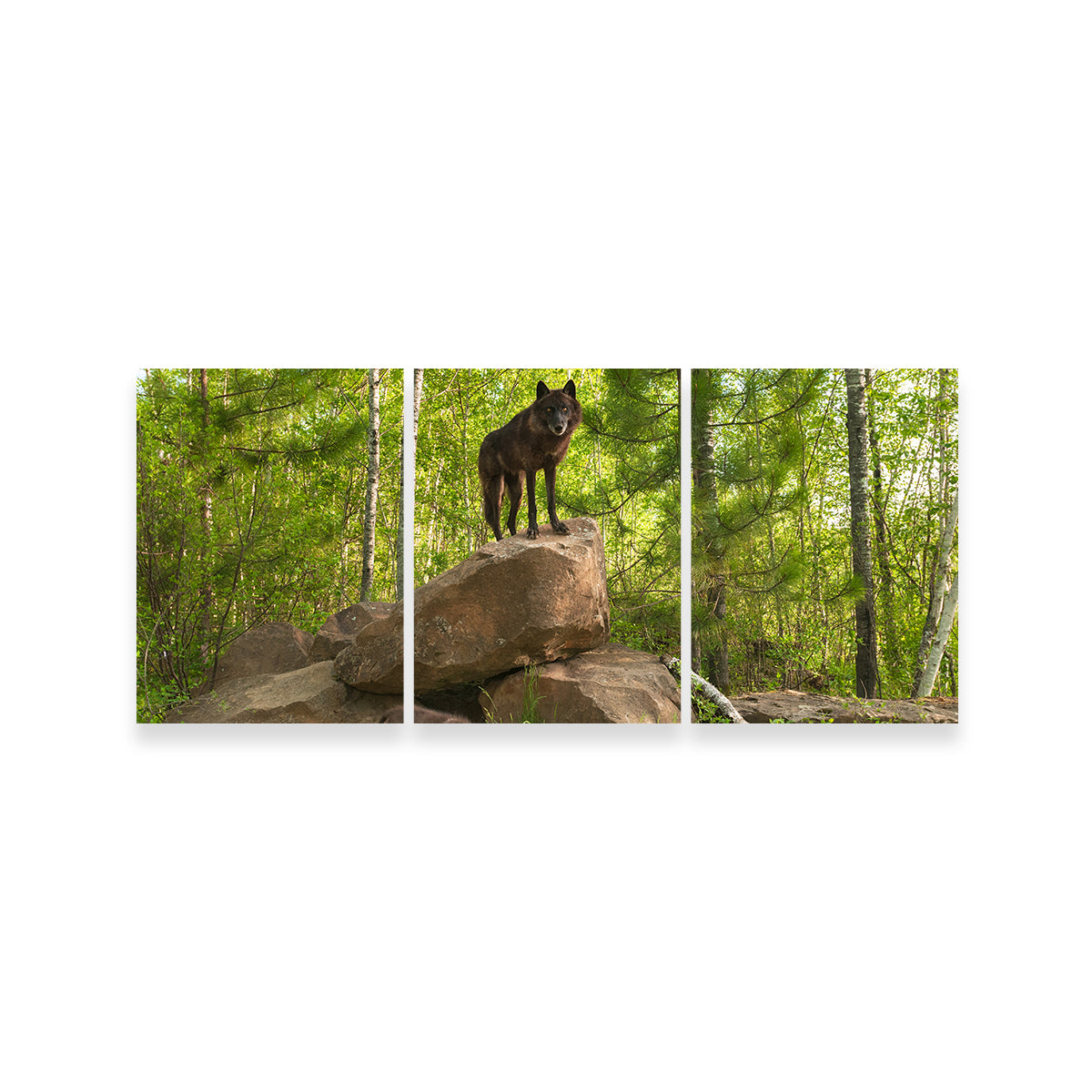 Black Wolf on Den Wall Art