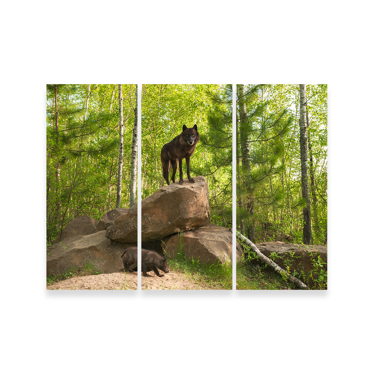 Black Wolf on Den Wall Art