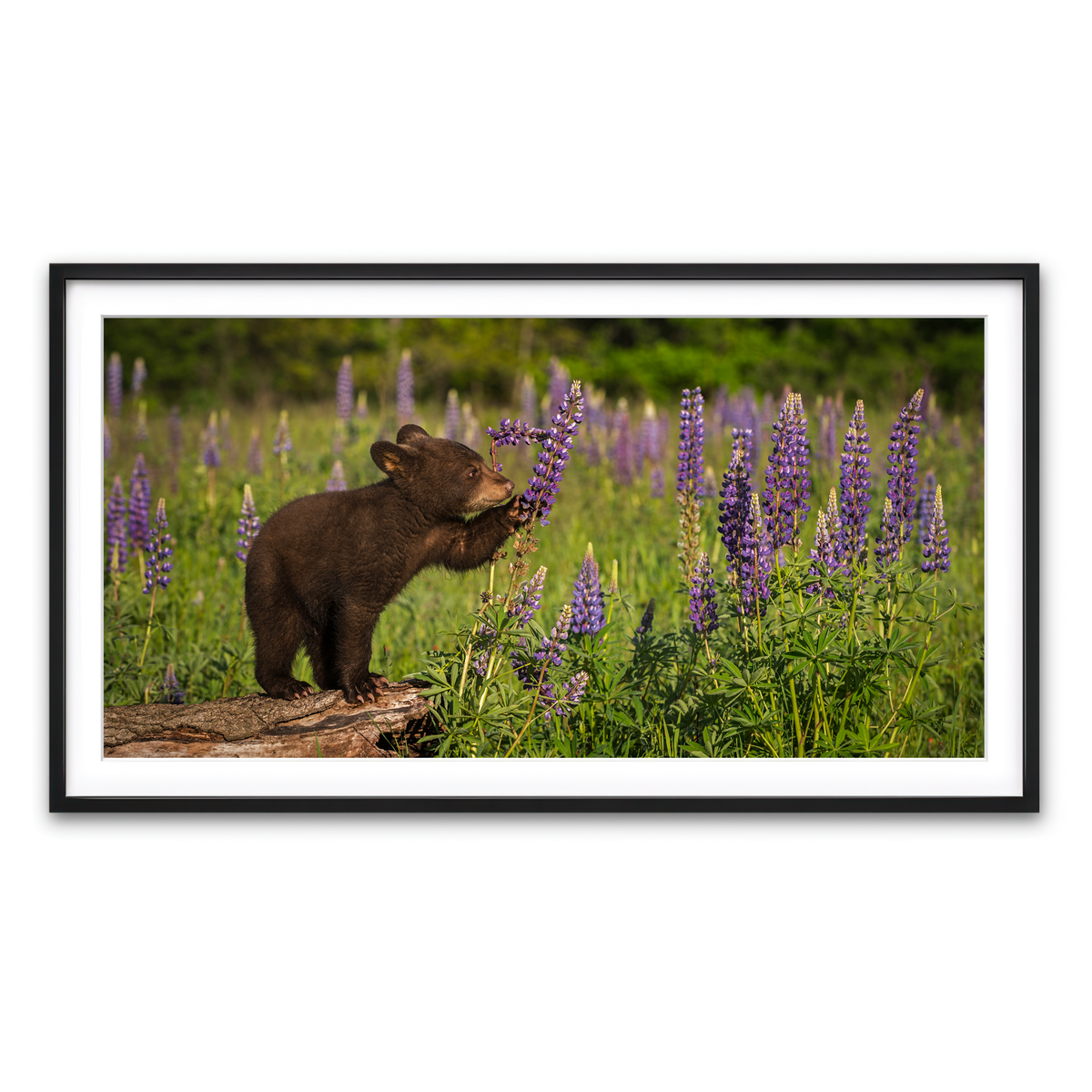 Framed Print 2x1 Black