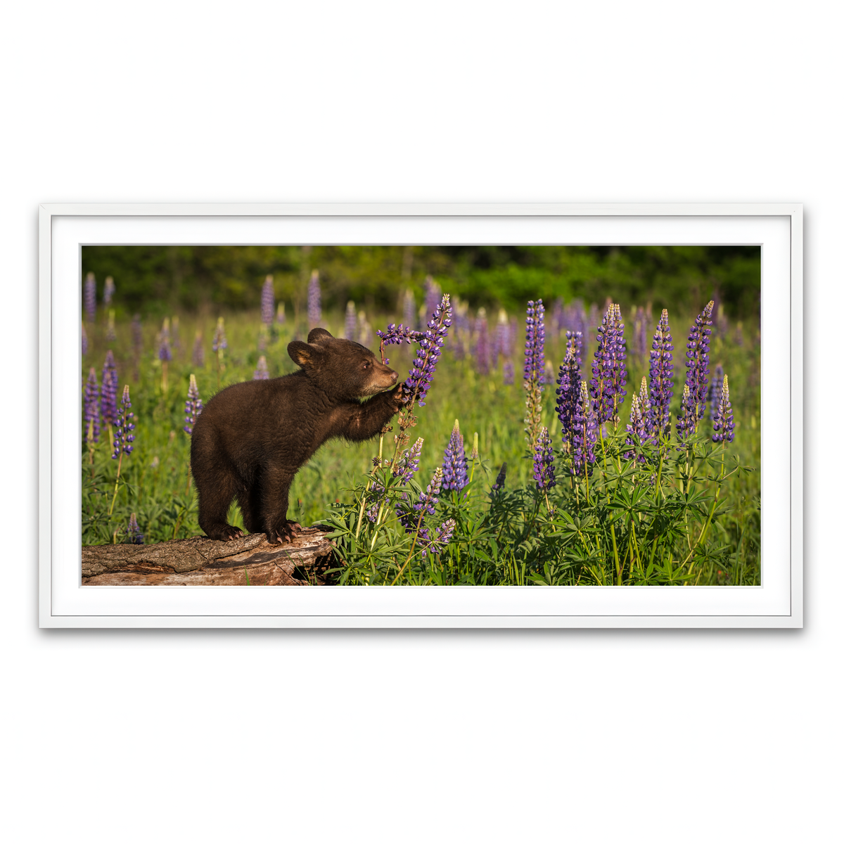 Framed Print 2x1 White