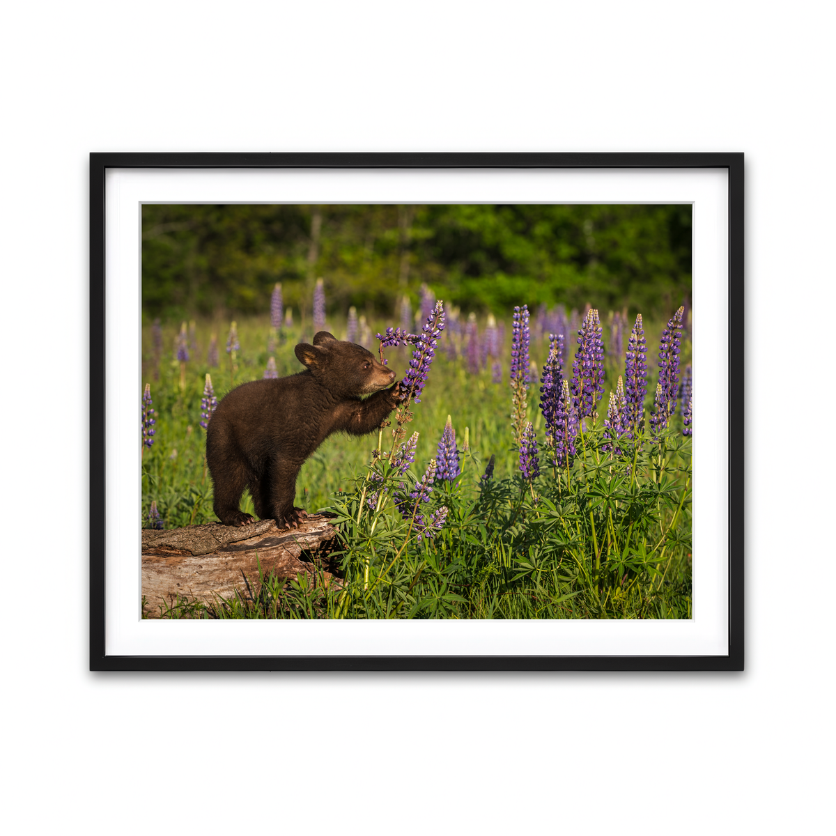 Framed Print 4x3 Black