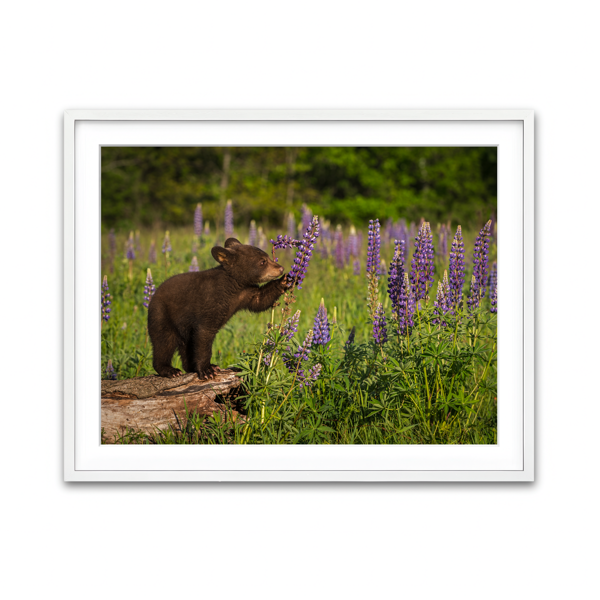 Framed Print 4x3 White