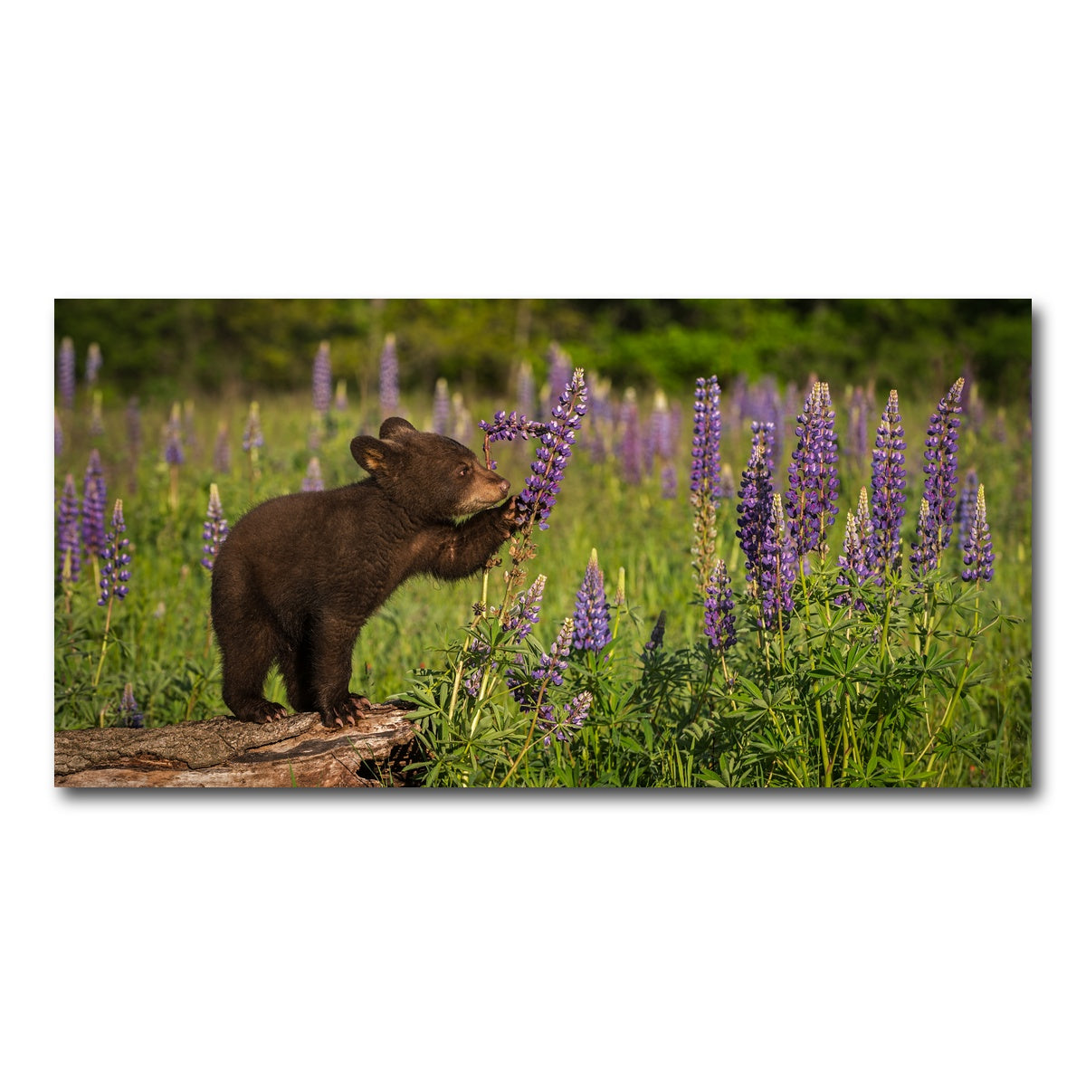 AUTO-MOCKUP WHITE | Black Bear Cub | 1 Piece | Gallery Wrap Canvas | group=2x1
