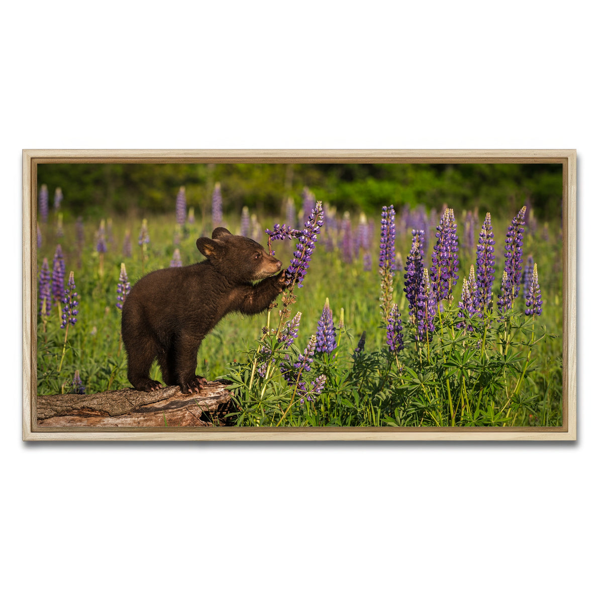 AUTO-MOCKUP WHITE | Black Bear Cub | 1 Piece | Natural Framed Canvas | group=2x1