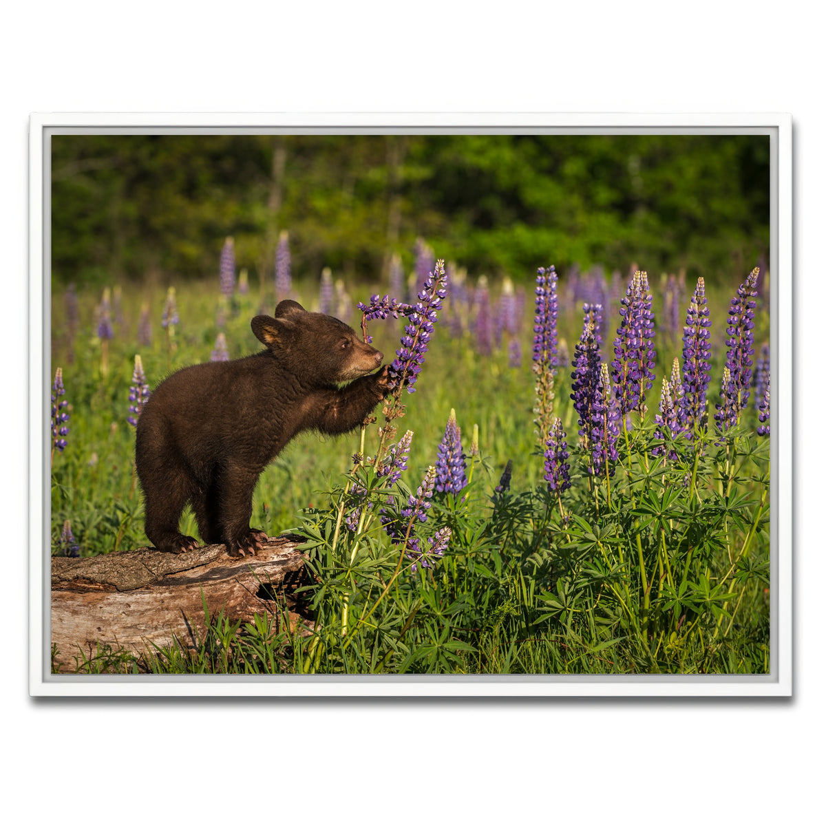AUTO-MOCKUP WHITE | Black Bear Cub | 1 Piece | White Framed Canvas | group=4x3