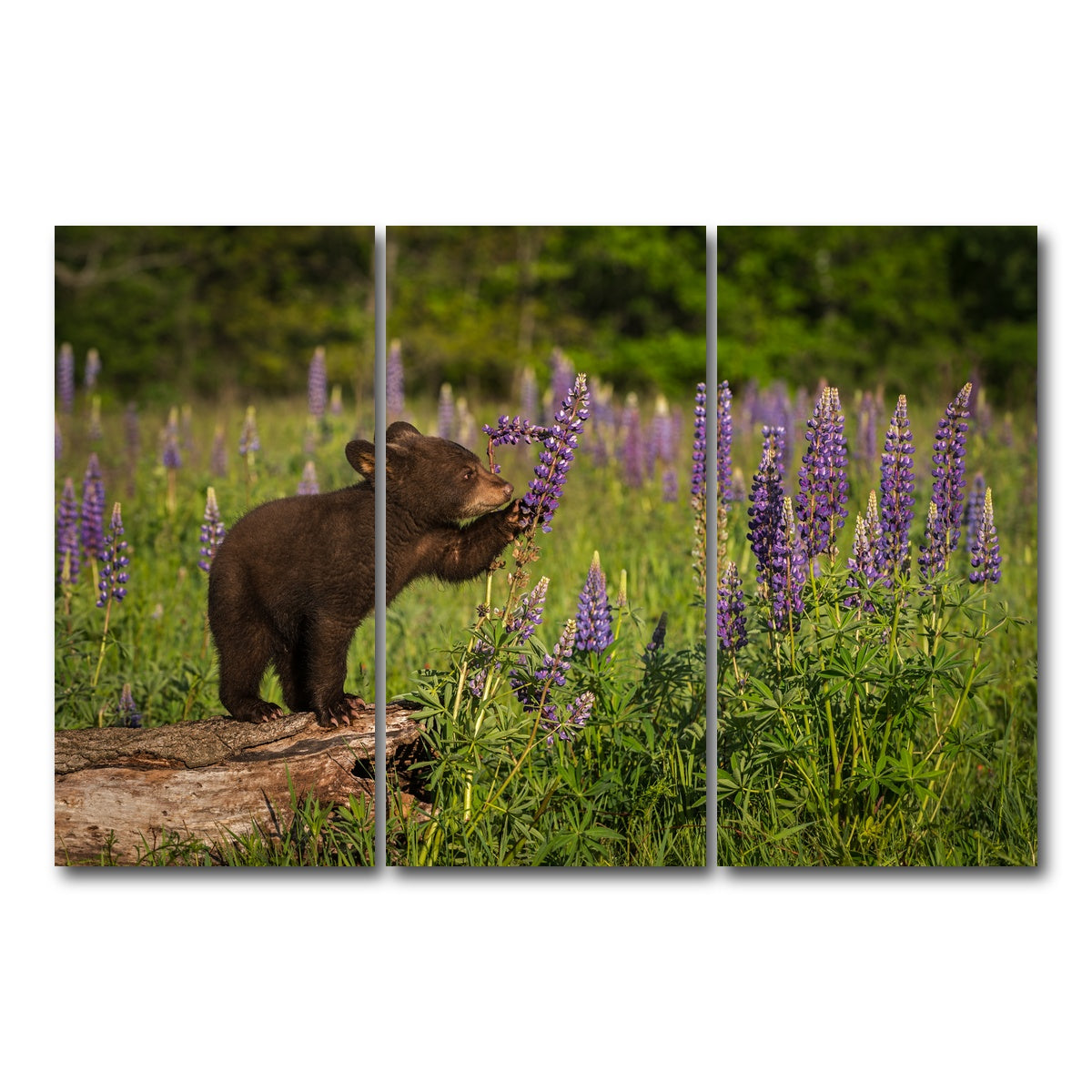 AUTO-MOCKUP WHITE | Black Bear Cub | 3 Piece | Gallery Wrap Canvas | group=12x24