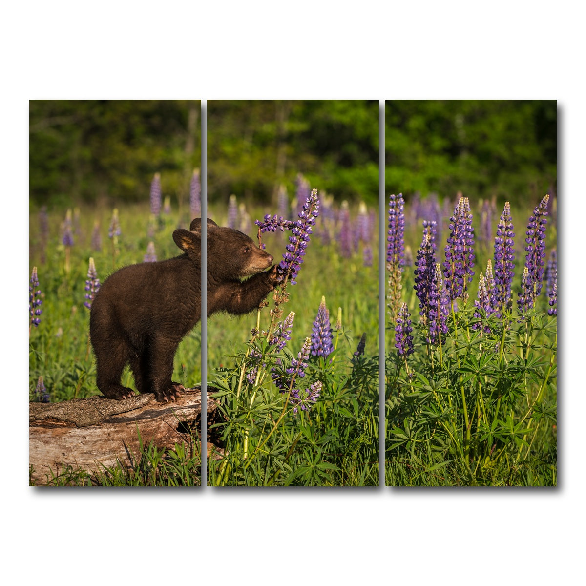 AUTO-MOCKUP WHITE | Black Bear Cub | 3 Piece | Gallery Wrap Canvas | group=8x18