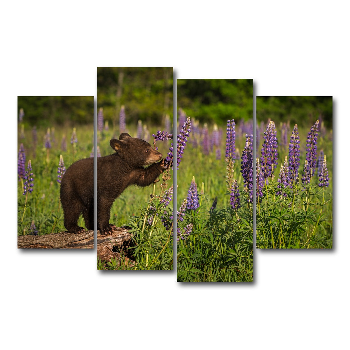 AUTO-MOCKUP WHITE | Black Bear Cub | 4 Piece | Gallery Wrap Canvas | group=4_short