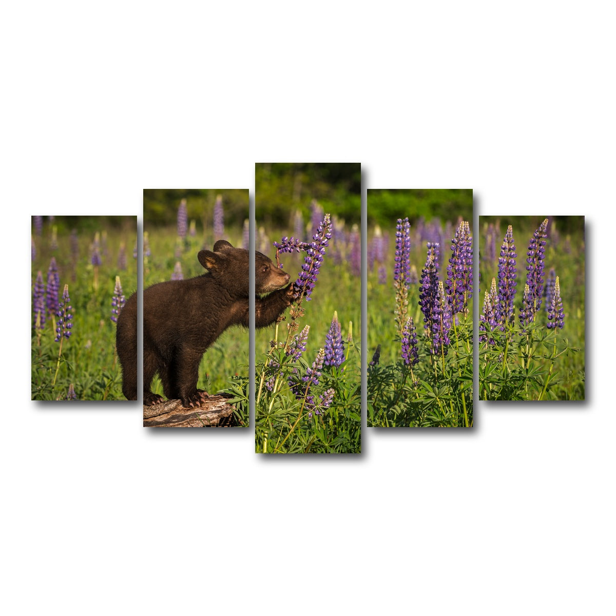 AUTO-MOCKUP WHITE | Black Bear Cub | 5 Piece | Gallery Wrap Canvas | group=5_normal