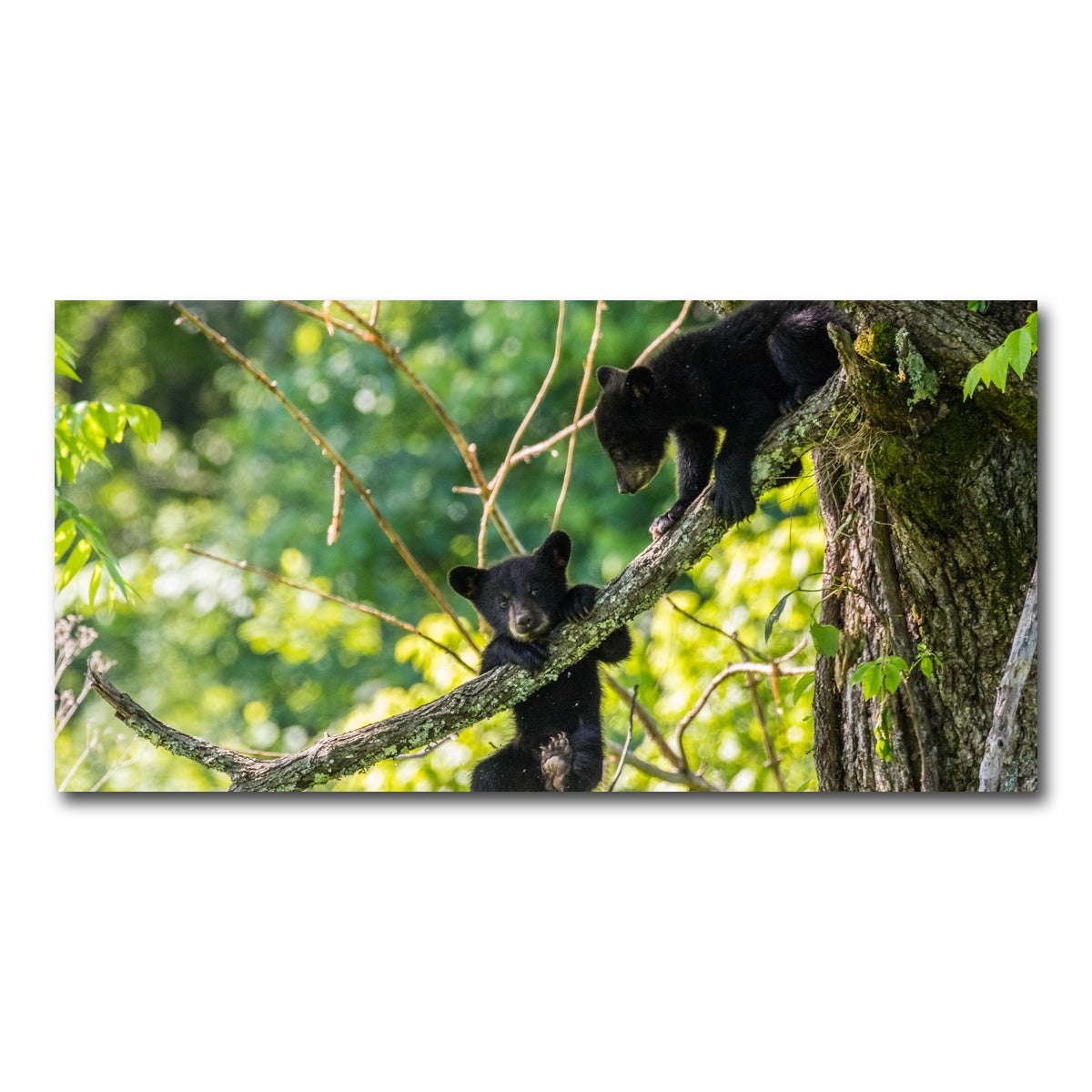 AUTO-MOCKUP WHITE | Black Bear Cubs Playing | 1 Piece | Gallery Wrap Canvas | group=2x1