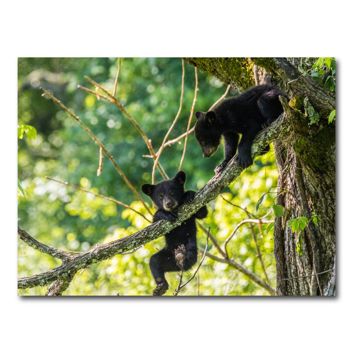 AUTO-MOCKUP WHITE | Black Bear Cubs Playing | 1 Piece | Gallery Wrap Canvas | group=4x3