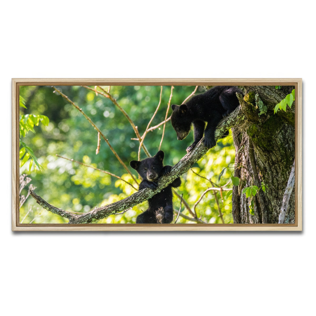 AUTO-MOCKUP WHITE | Black Bear Cubs Playing | 1 Piece | Natural Framed Canvas | group=2x1
