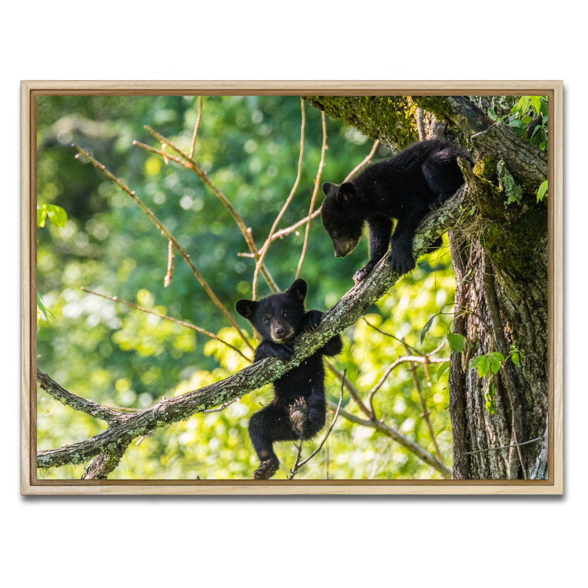 AUTO-MOCKUP WHITE | Black Bear Cubs Playing | 1 Piece | Natural Framed Canvas | group=4x3