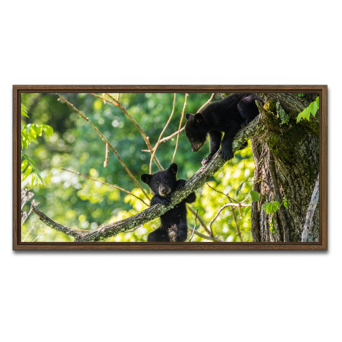 AUTO-MOCKUP WHITE | Black Bear Cubs Playing | 1 Piece | Walnut Framed Canvas | group=2x1