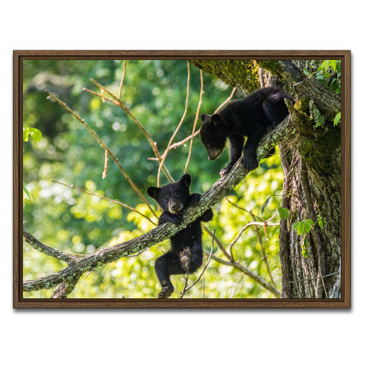 AUTO-MOCKUP WHITE | Black Bear Cubs Playing | 1 Piece | Walnut Framed Canvas | group=4x3