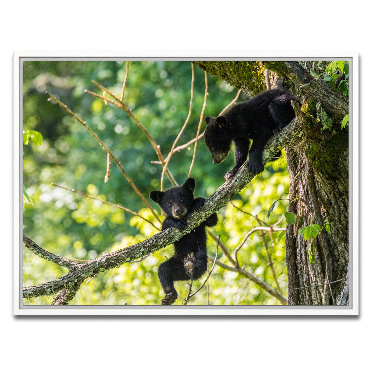 AUTO-MOCKUP WHITE | Black Bear Cubs Playing | 1 Piece | White Framed Canvas | group=4x3