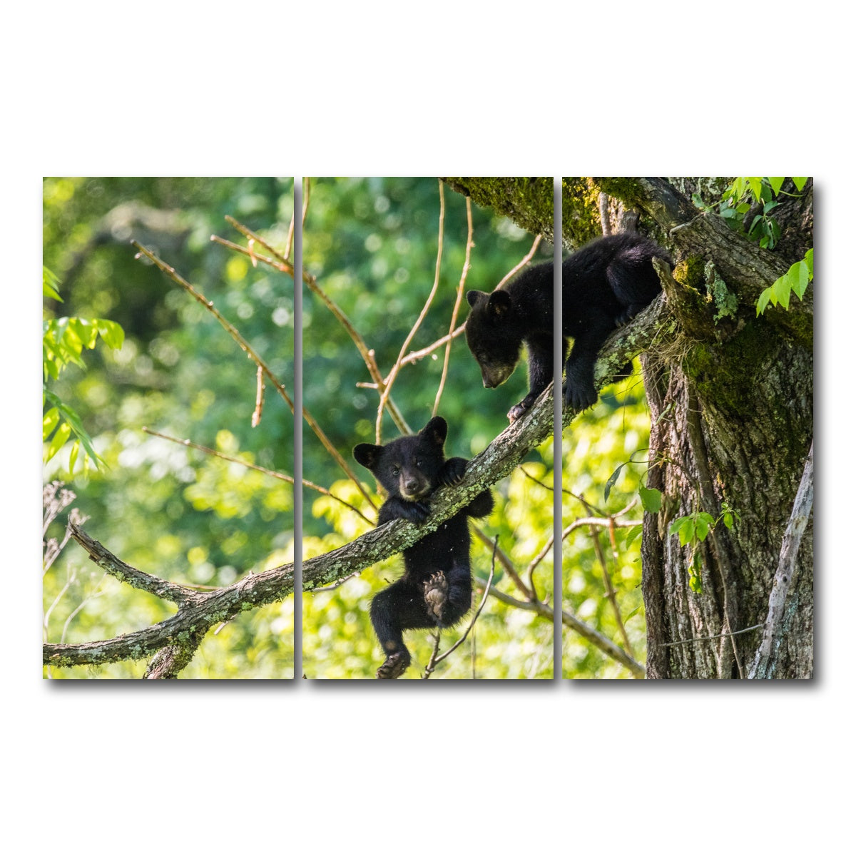AUTO-MOCKUP WHITE | Black Bear Cubs Playing | 3 Piece | Gallery Wrap Canvas | group=12x24