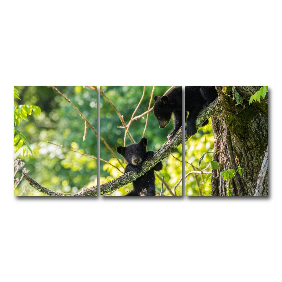 AUTO-MOCKUP WHITE | Black Bear Cubs Playing | 3 Piece | Gallery Wrap Canvas | group=18x24