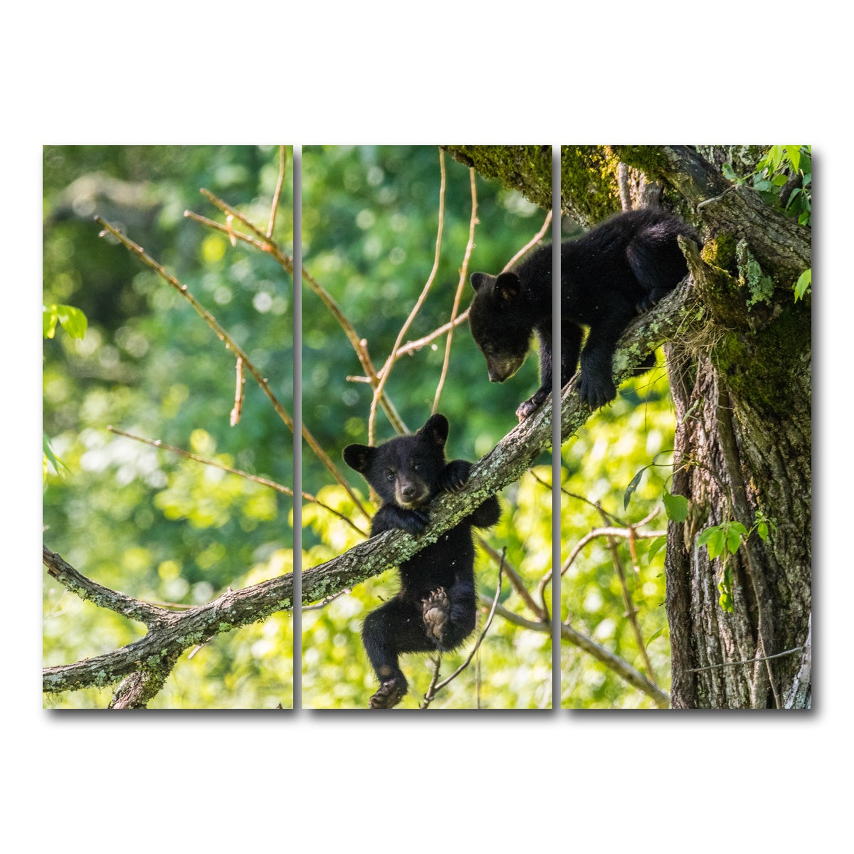 AUTO-MOCKUP WHITE | Black Bear Cubs Playing | 3 Piece | Gallery Wrap Canvas | group=8x18