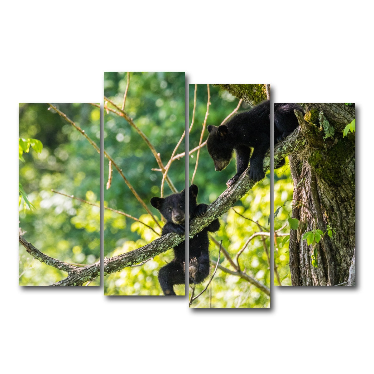 AUTO-MOCKUP WHITE | Black Bear Cubs Playing | 4 Piece | Gallery Wrap Canvas | group=4_normal