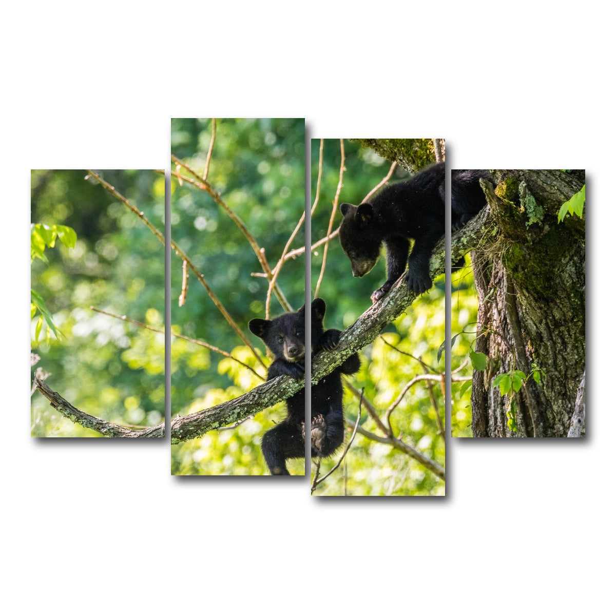 AUTO-MOCKUP WHITE | Black Bear Cubs Playing | 4 Piece | Gallery Wrap Canvas | group=4_short