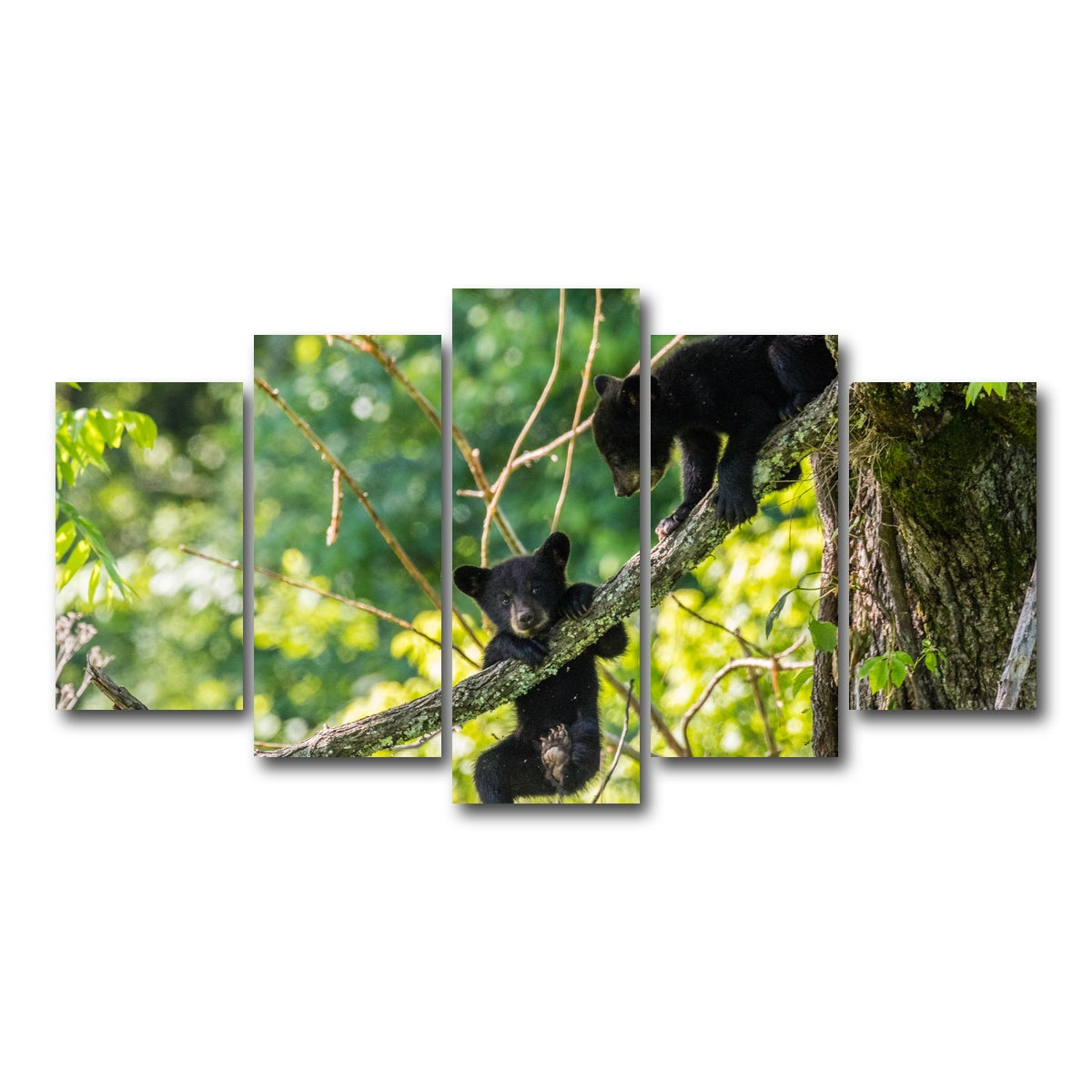 AUTO-MOCKUP WHITE | Black Bear Cubs Playing | 5 Piece | Gallery Wrap Canvas | group=5_normal