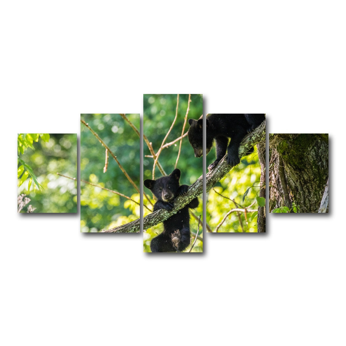 AUTO-MOCKUP WHITE | Black Bear Cubs Playing | 5 Piece | Gallery Wrap Canvas | group=5_short