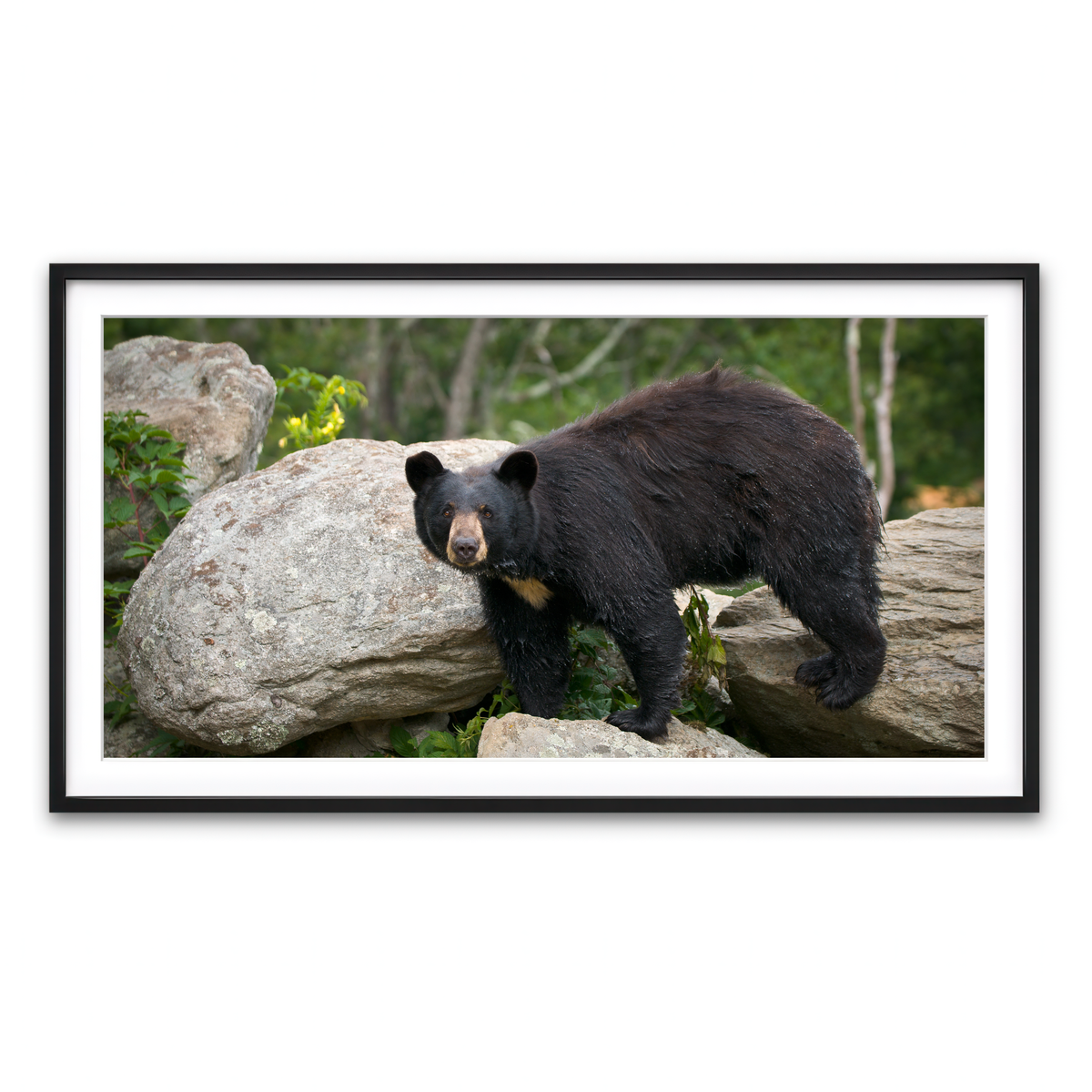 Framed Print 2x1 Black