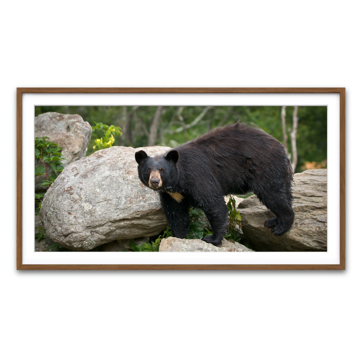 Framed Print 2x1 Walnut