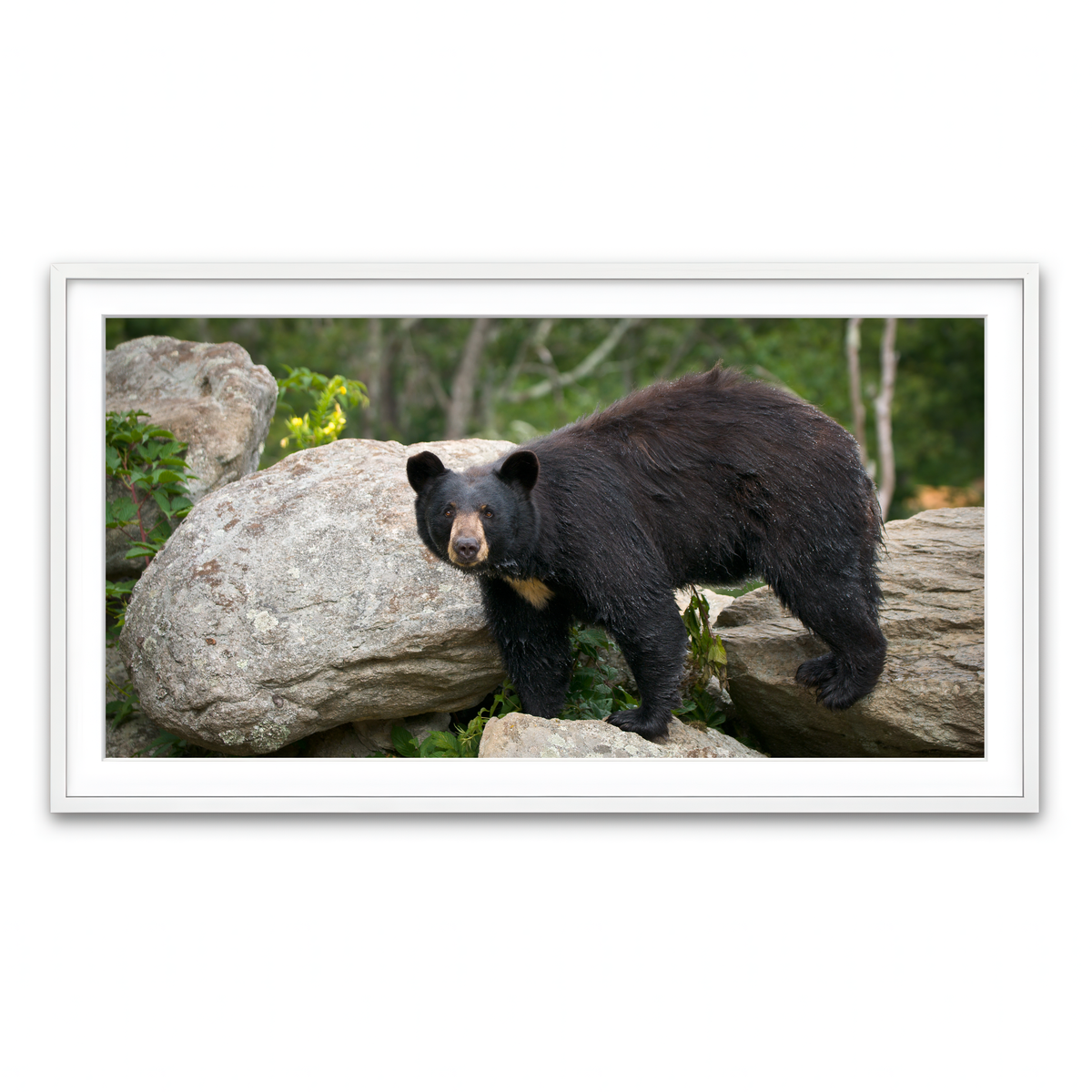 Framed Print 2x1 White