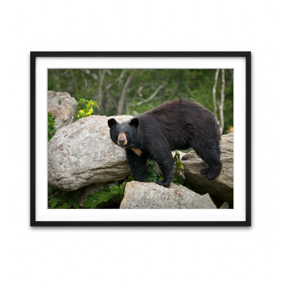 Framed Print 4x3 Black