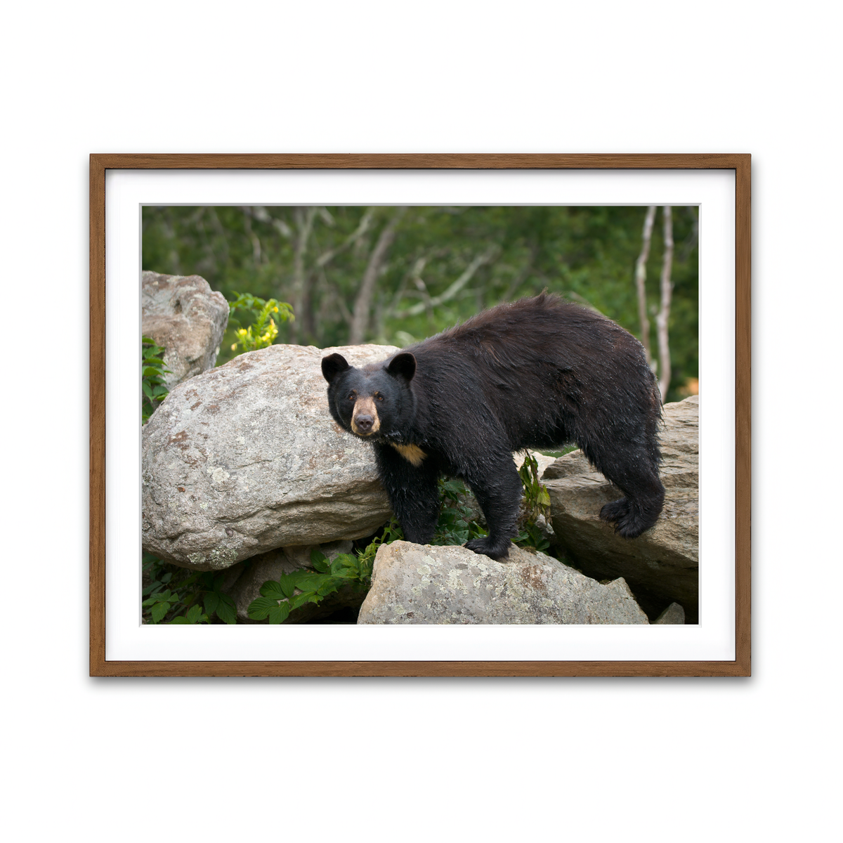 Framed Print 4x3 Walnut