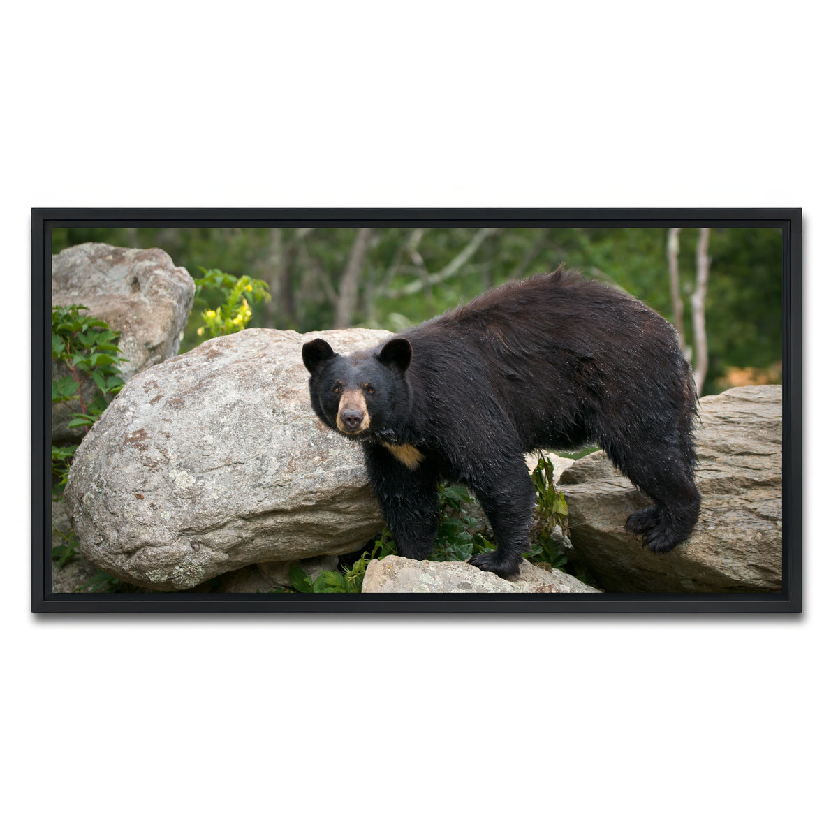 AUTO-MOCKUP WHITE | Black Bear | 1 Piece | Black Framed Canvas | group=2x1